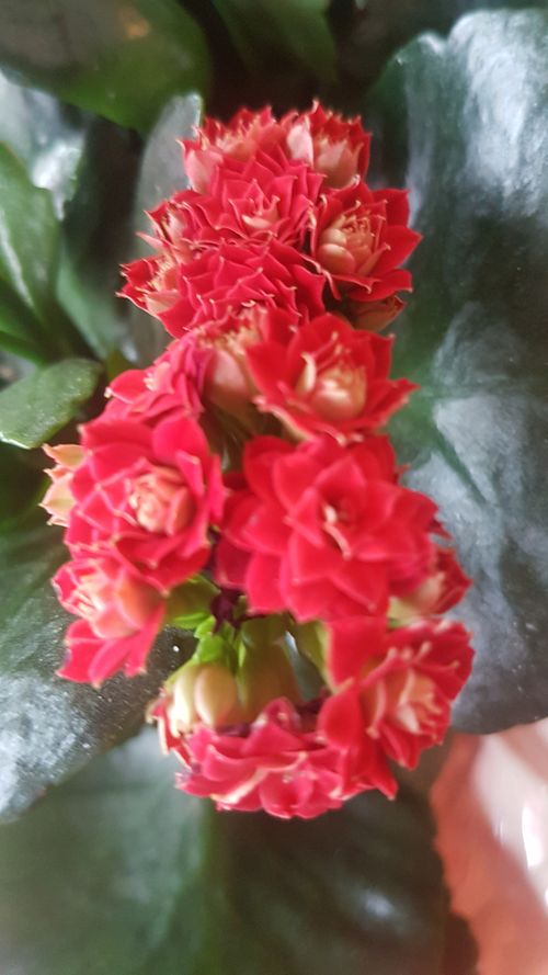 Free stock photo of flower, nature, plant Stock Photo