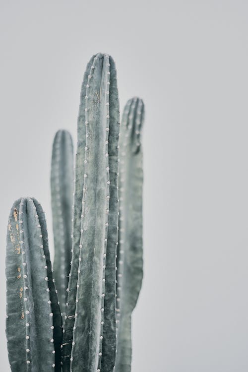 Immagine gratuita di avvicinamento, bianco e nero, cactus