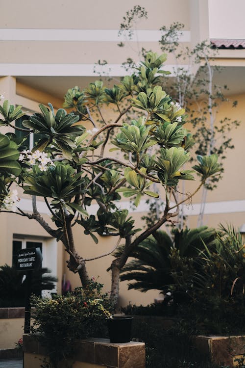 Tree and House