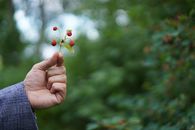 A hand holds a small branch with red wild berries against a blurred green background.
