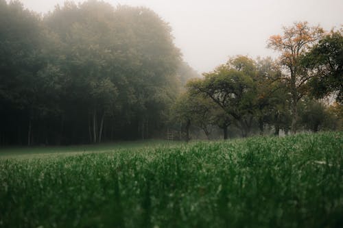 View of a Grass Field and Trees in Fog 