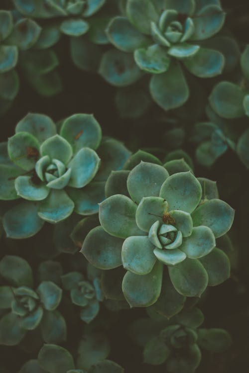 Close-Up Photo Of Succulent Plants