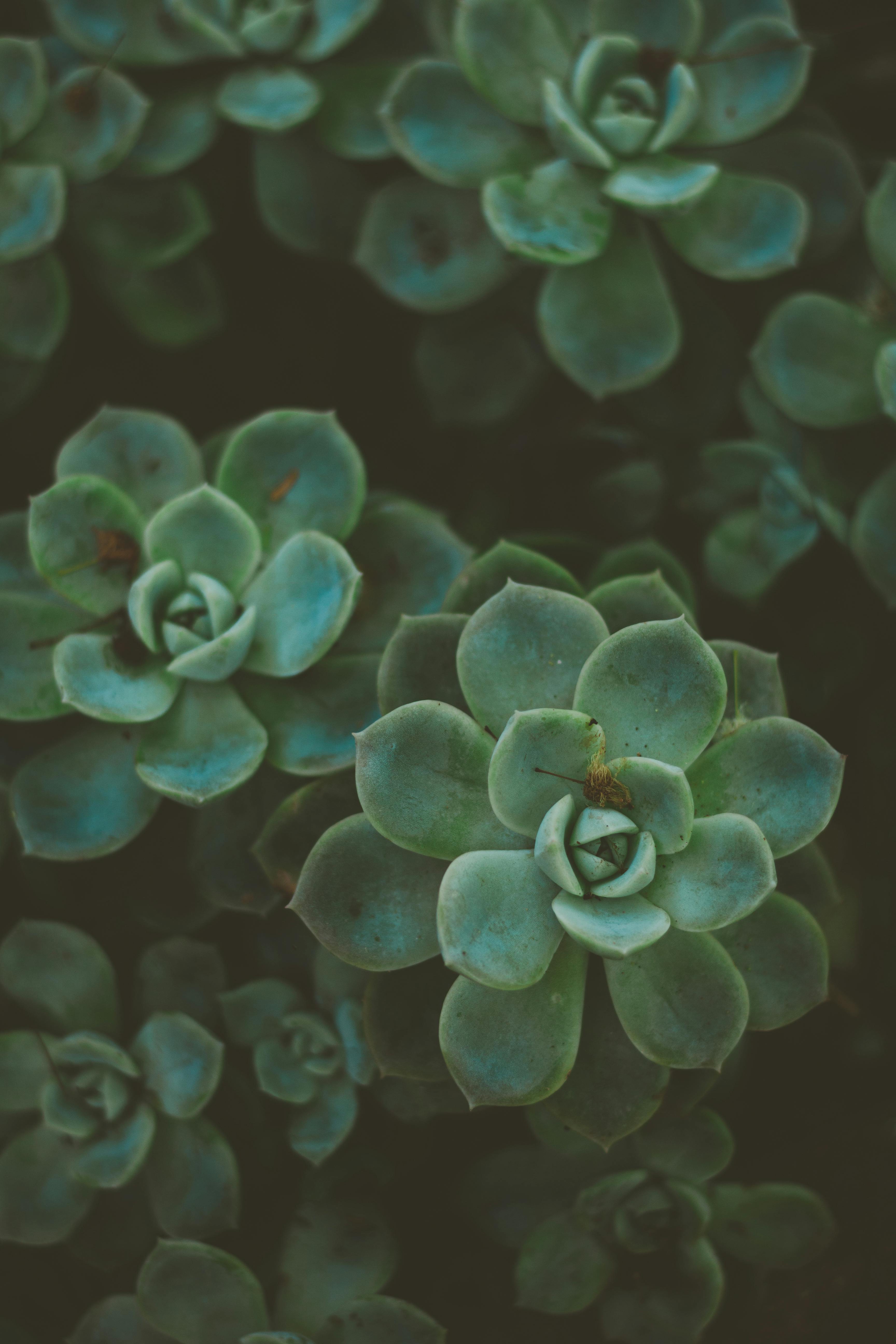 Close-Up Photo Of Succulent Plants · Free Stock Photo