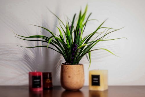 Plant and Wax Candles around