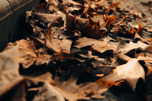 Detailed view of fallen autumn leaves on the ground in warm tones.