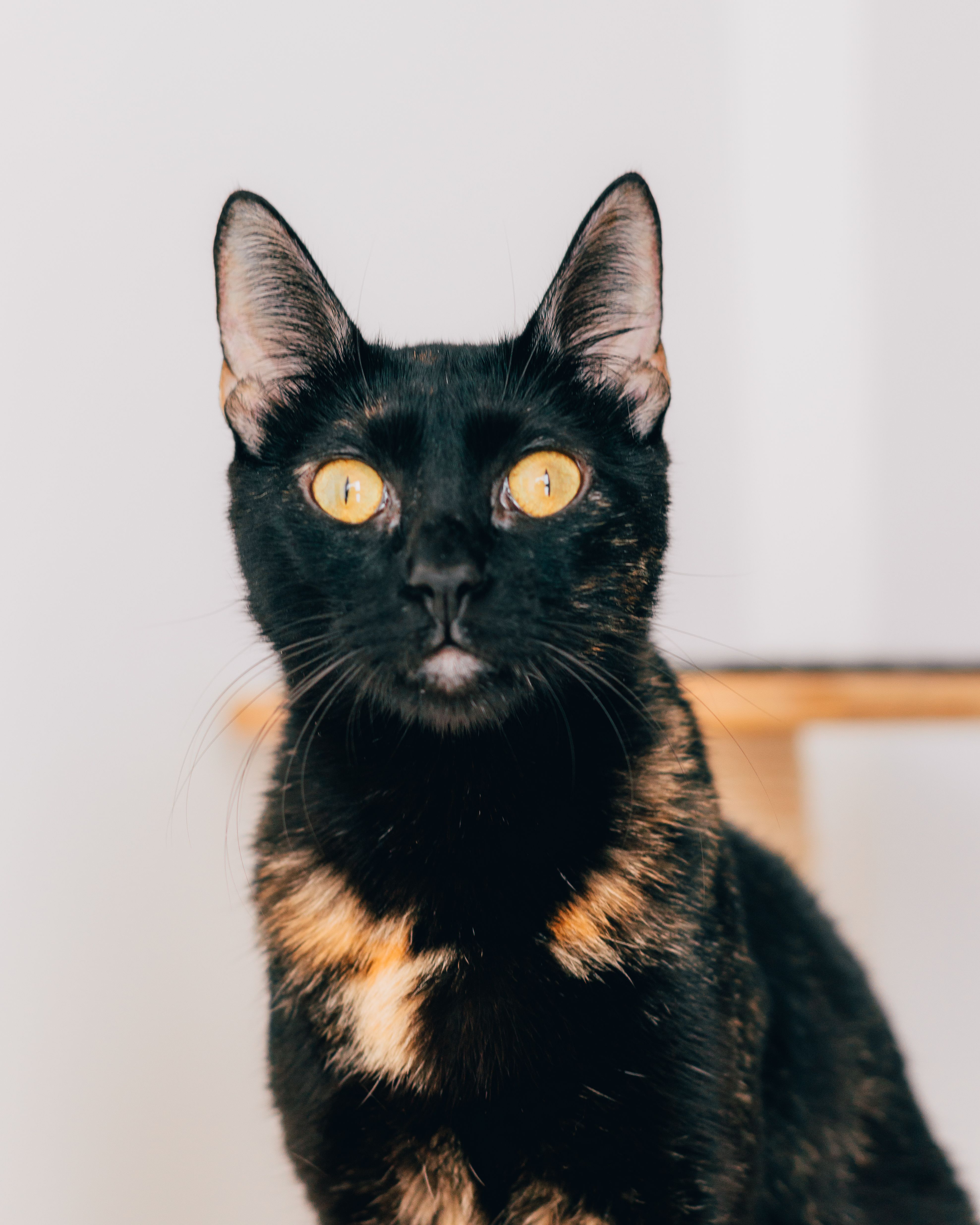 Portrait of an Alert Cat · Free Stock Photo