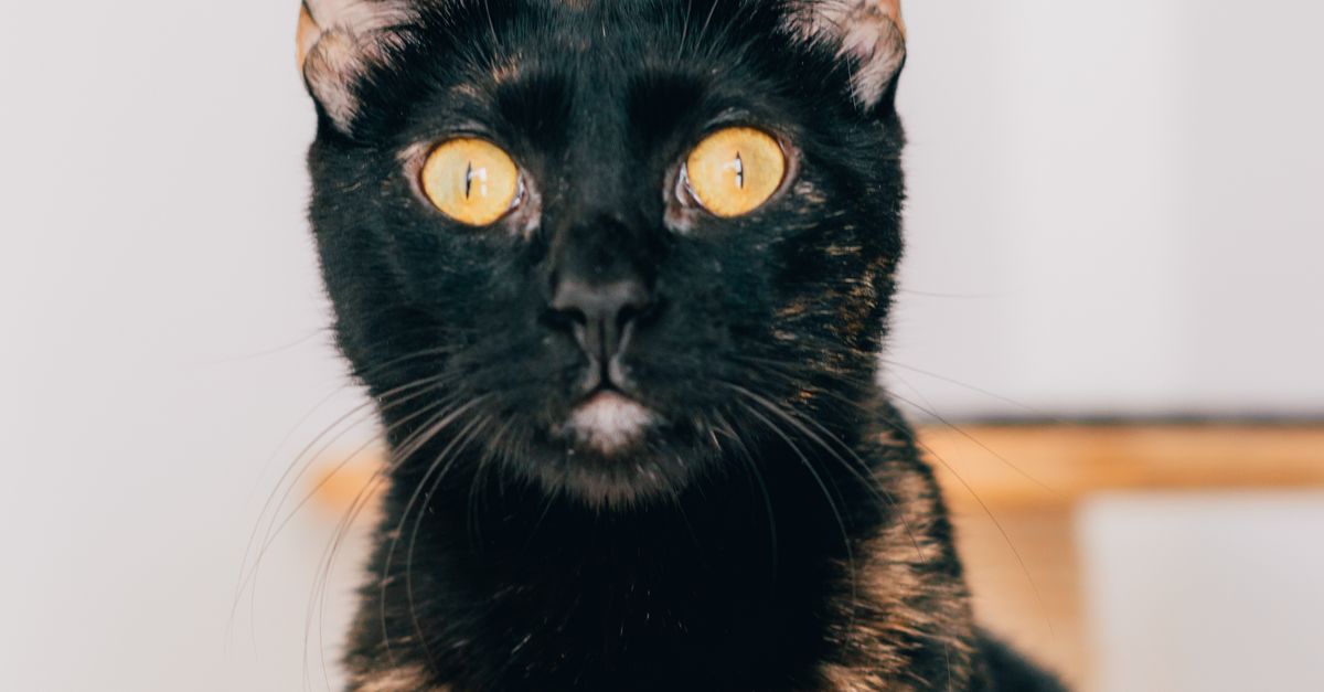 Alert Cat Portrait of an Alert Cat · Free Stock Photo