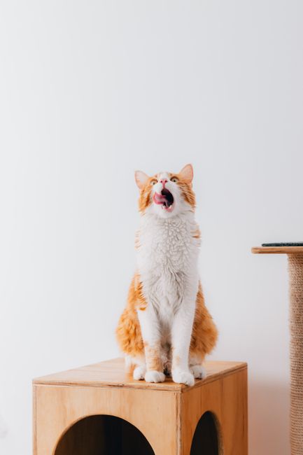 Orange and white cat licking lips while sitting atop a wooden cat house indoors.