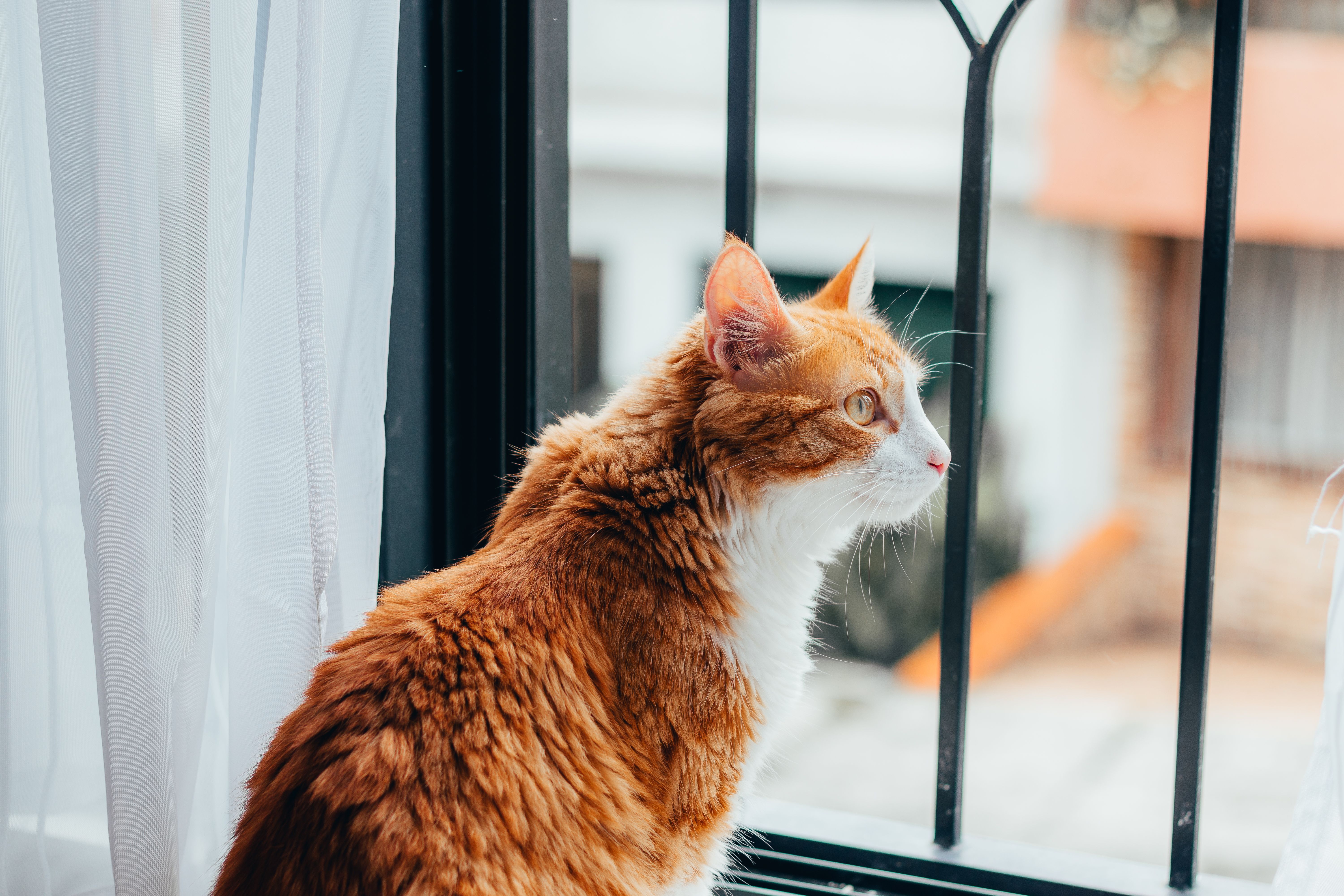 Ginger and white cat sitting at a window with black metal bars and a sheer white curtain