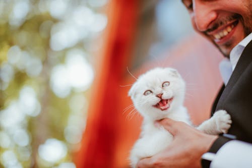 Fotos de stock gratuitas de blanco, de cerca, fotografía de animales