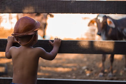 Back of a Little Boy Looking at Cattle behind a Wooden Fence