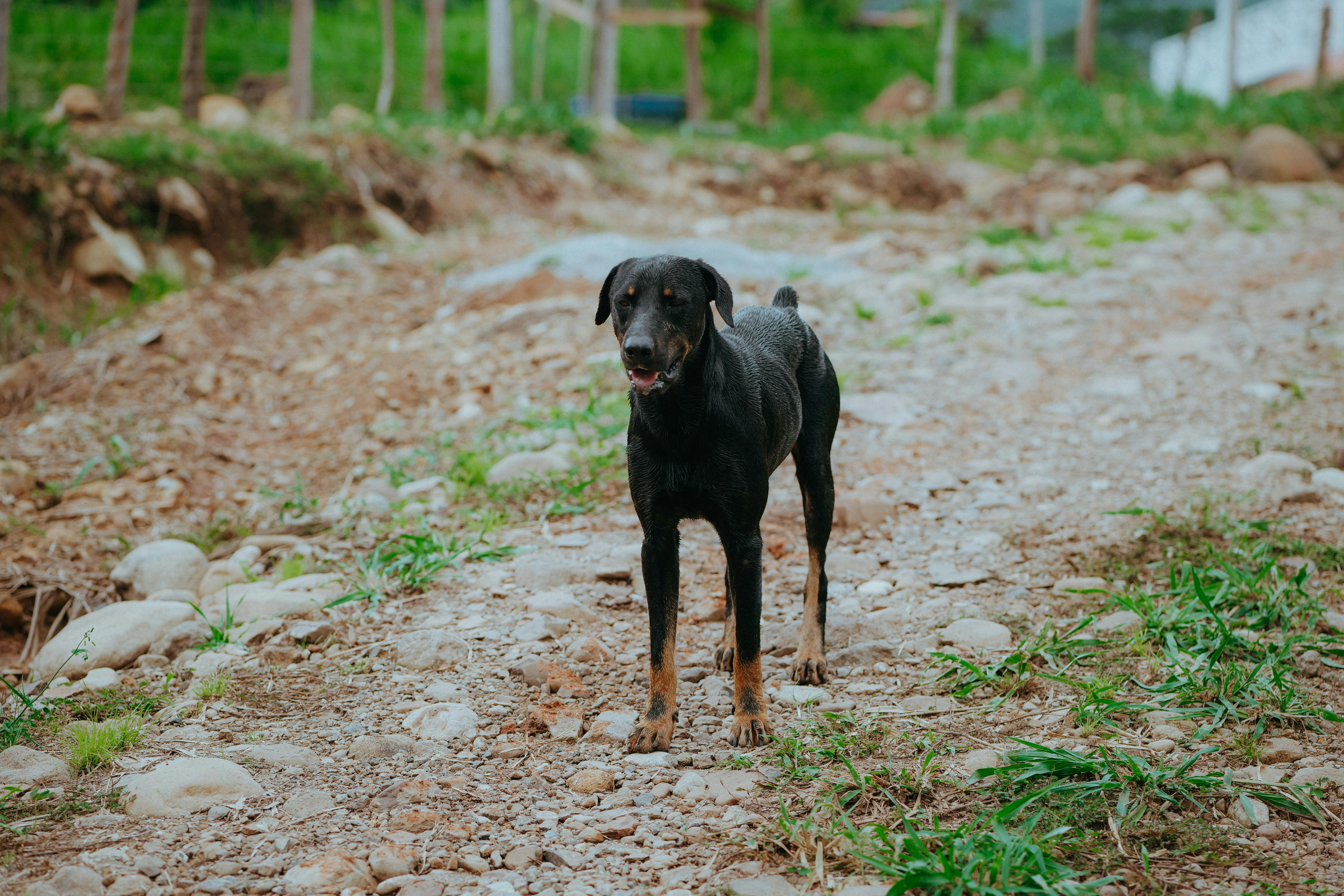 Beauceron Διπλό Σπύριο: Hind Dewclaw Χαρακτηριστικό Ράτσας
