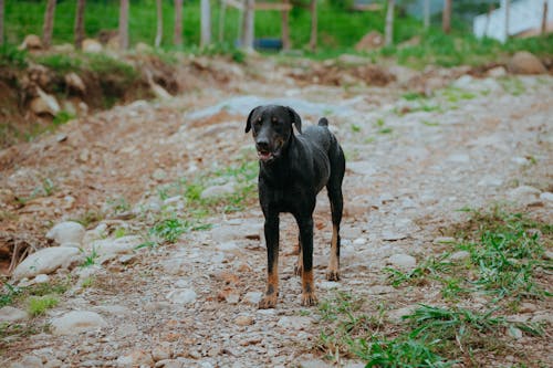 Dog Standing in Dry Field in Panama