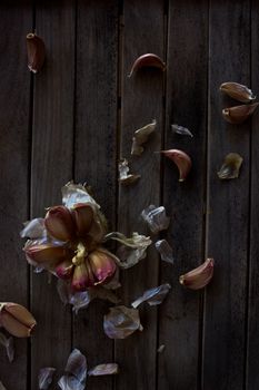 Moody still life of garlic cloves and peel on a dark wooden table.