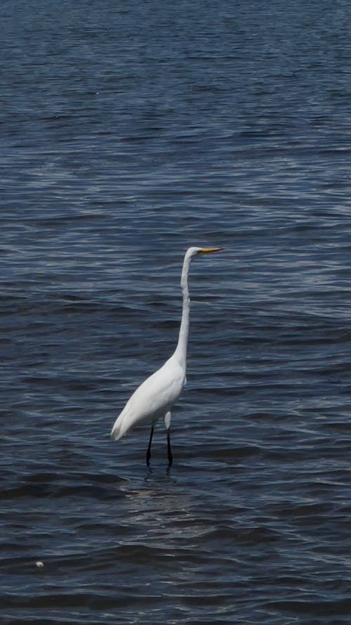 White Egret Standing in Shallow Water