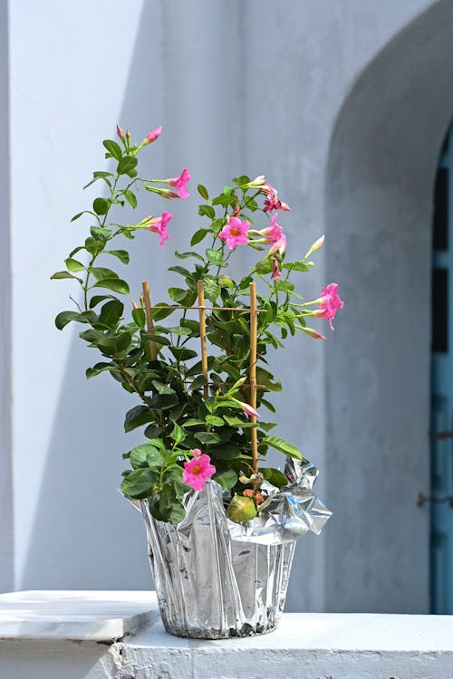 Pink Potted Flowers Blooming in Summer