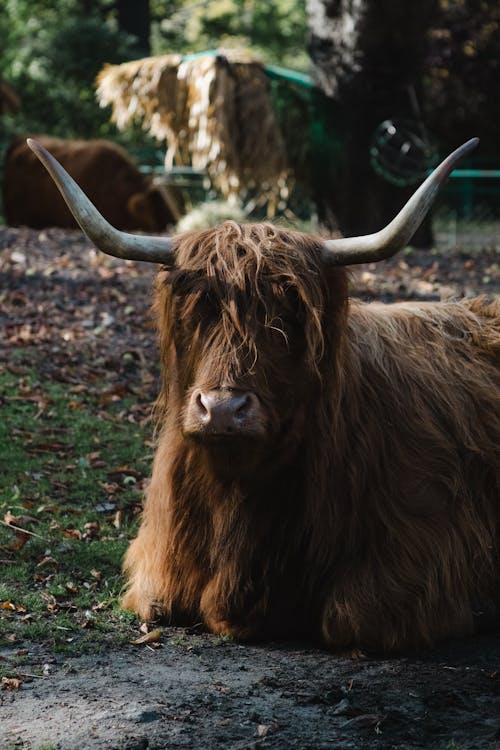 Foto d'estoc gratuïta de 2023, a l'aire lliure, animal