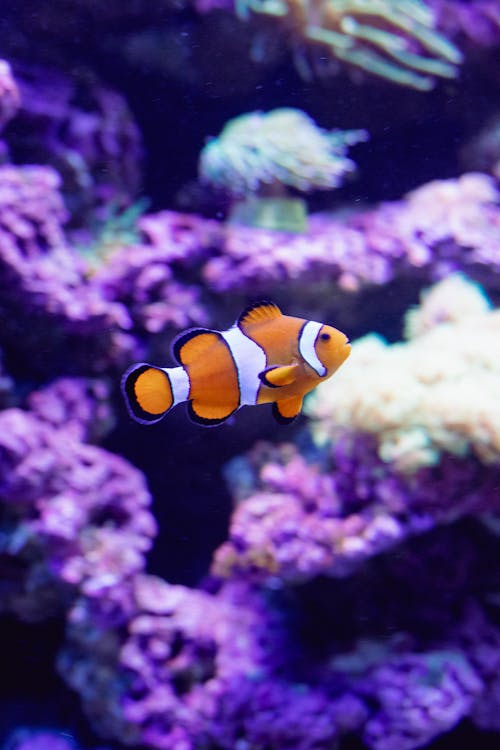 Clownfish by Purple Corals in Water