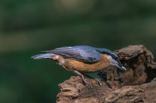 Kostnadsfri bild av djurfotografi, eurasian nuthatch, fågel