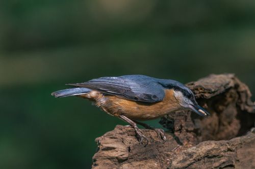 Free Close-up of a Eurasian nuthatch perched on a tree trunk with green background in natural light. Stock Photo