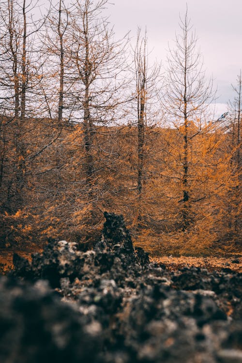 Foto d'estoc gratuïta de a l'aire lliure, alba, arbres