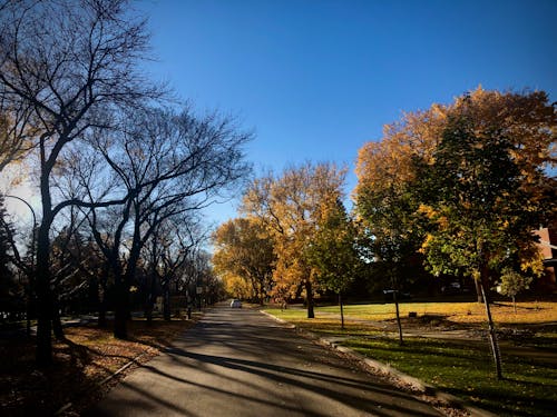 Darmowe zdjęcie z galerii z drzewa, jesień, park