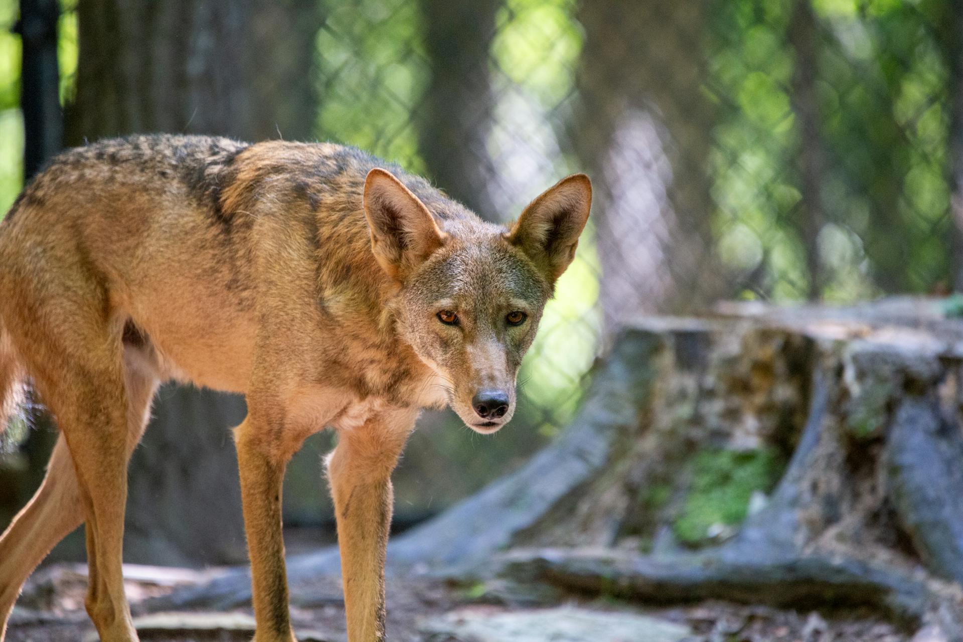 Wolf at the Zoo