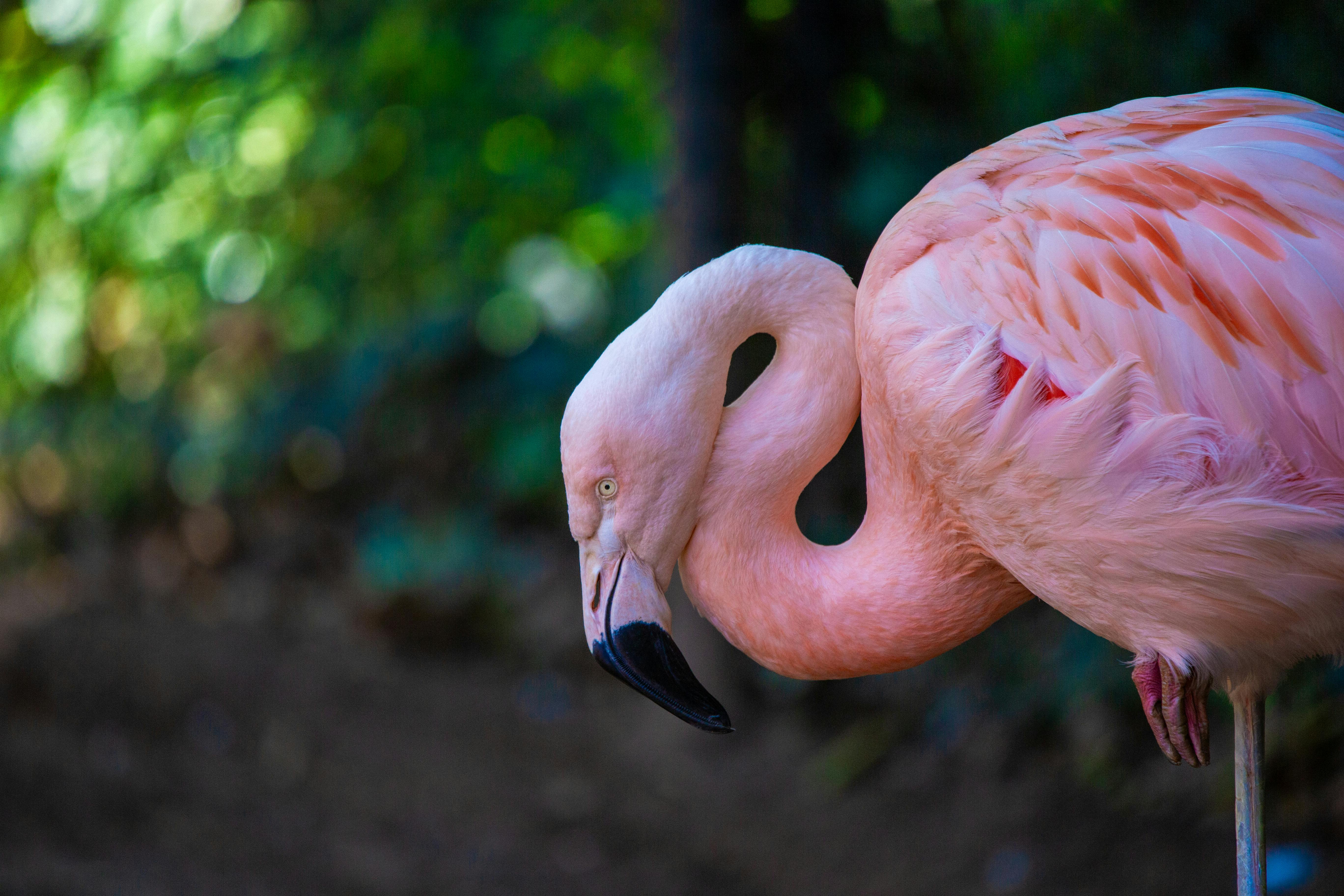 Two Pink Flamingos · Free Stock Photo