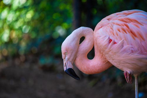 Ücretsiz flamingo, hayvan, hayvanat bahçesi içeren Ücretsiz stok fotoğraf Stok Fotoğraflar