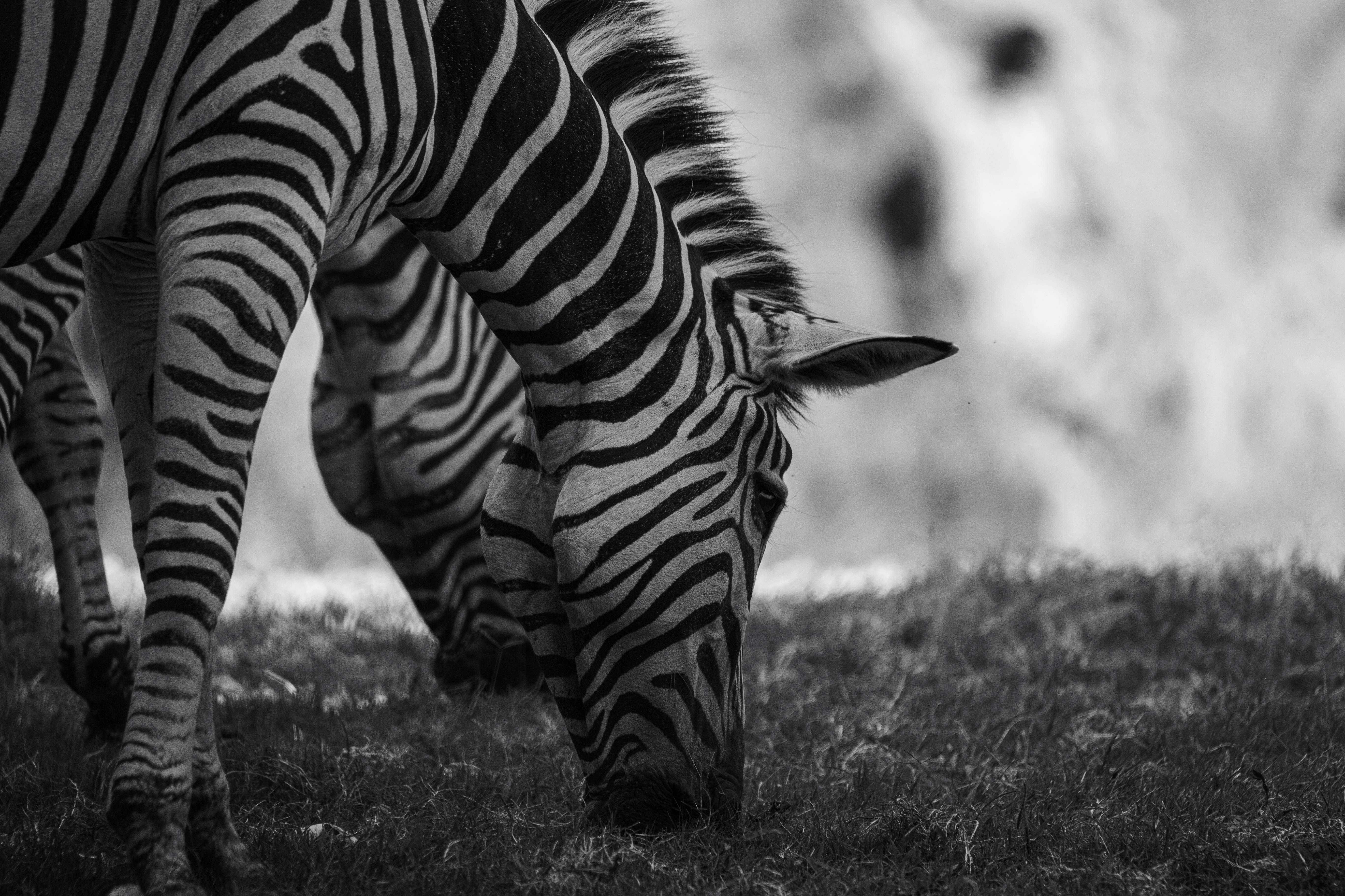 Black and White Zebra Print Textile · Free Stock Photo