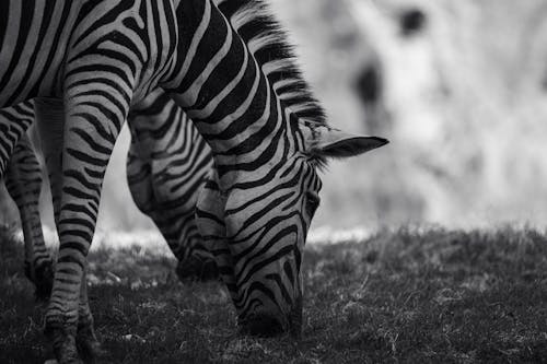 Gratuit Imagine de stoc gratuită din alb-negru, animale, dungă Fotografie de stoc