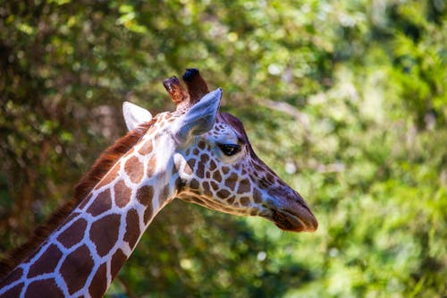 Foto profissional grátis de animais selvagens, animal, fotografia da vida selvagem