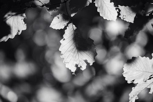 Leaves on a Tree in Black and White
