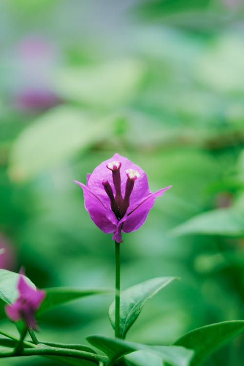 Close up of Purple Flower