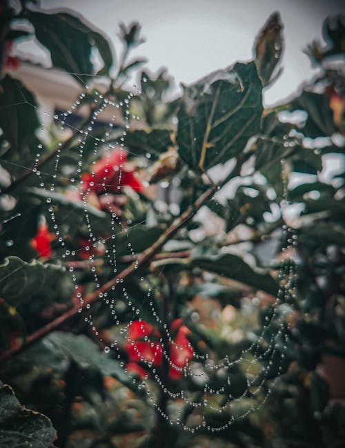 Raindrops on Spiderweb