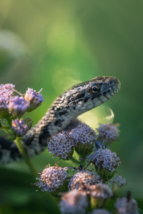 Free A snake emerges among purple wildflowers in a serene natural setting. Stock Photo