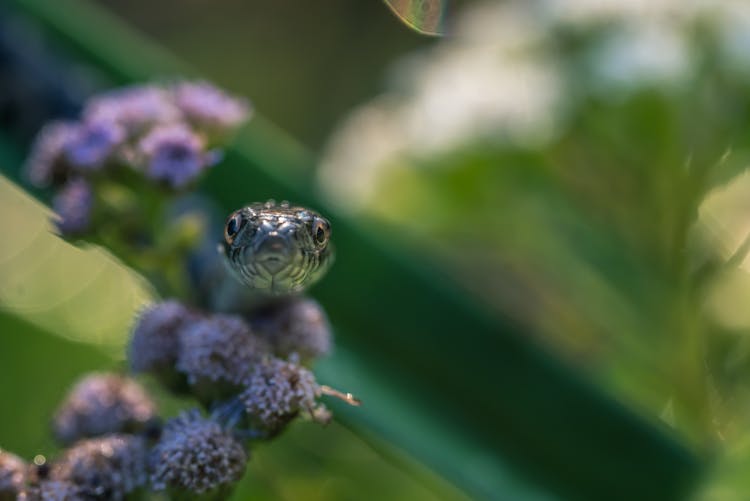 Snake Among Plants