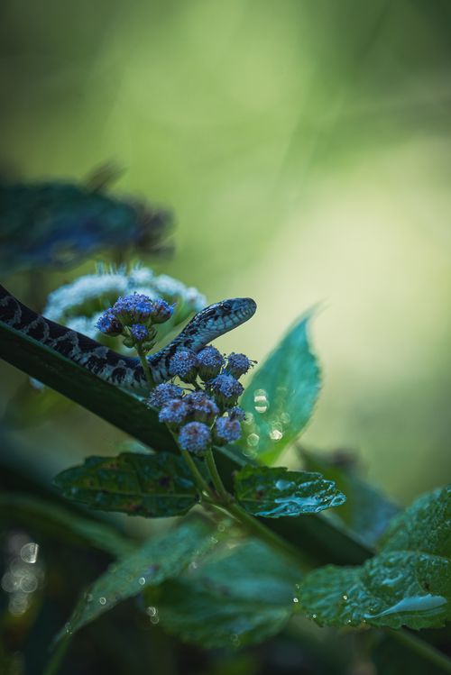 Free Detailed view of a snake on flowers with a soft green background, showcasing nature's beauty. Stock Photo