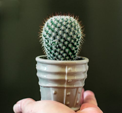 Person Holding Cactus