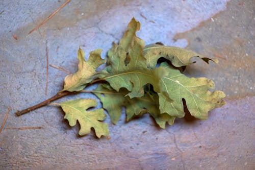Dry Oak Leaves Lying on the Ground