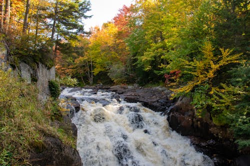 Ilmainen kuvapankkikuva tunnisteilla kivet, metsä, puut