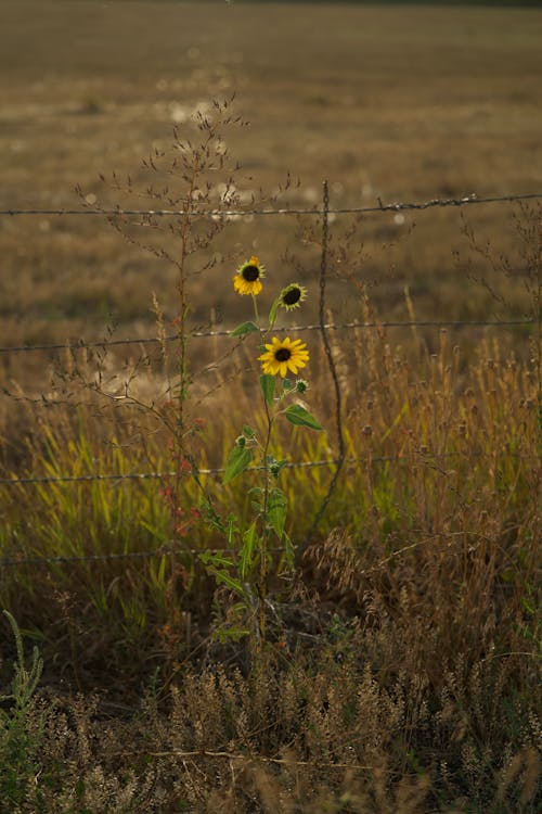 Sunflower on a Meadow