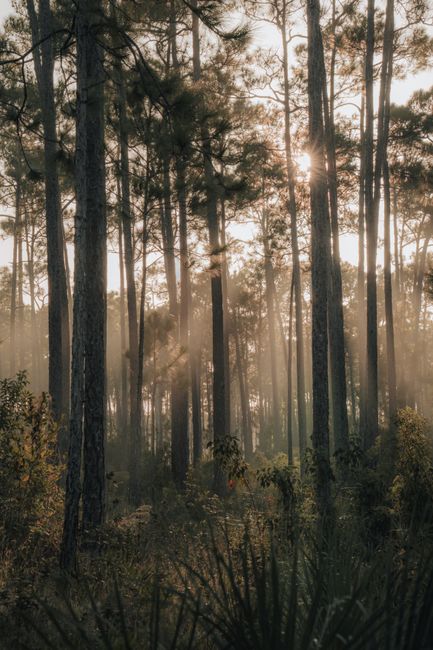 A tranquil forest scene with sunlight filtering through tall trees, captured during the day.