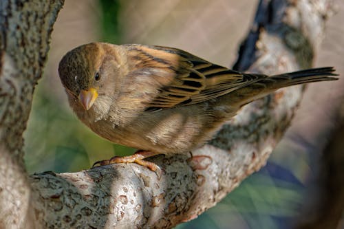 Kostnadsfri bild av djurfotografi, fågel, gren