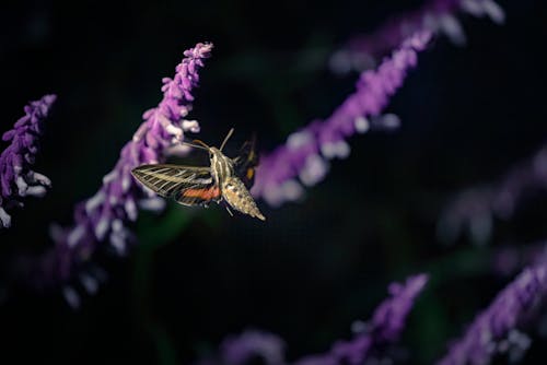 Immagine gratuita di avvicinamento, falena, farfalla