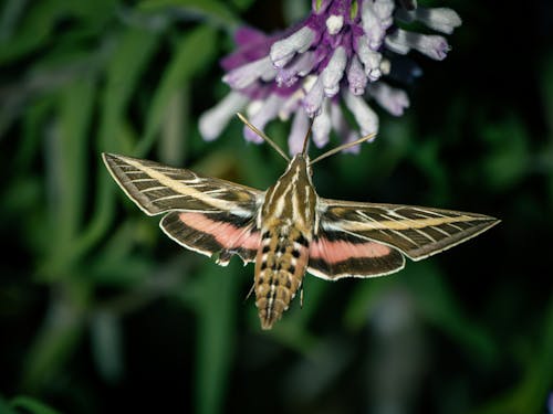 나방, 나비, 날으는의 무료 스톡 사진