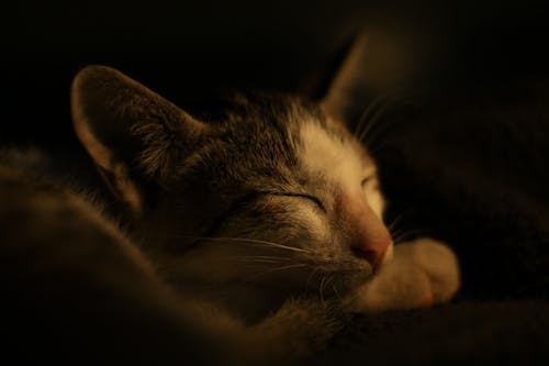 Close-up of a Sleeping Cat