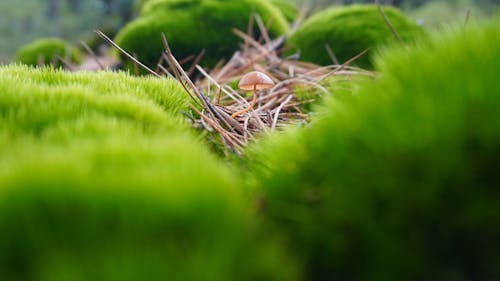 Close-up of a Mushroom Growing in Moss