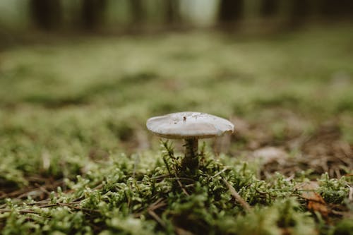 Close-up of a Mushroom in the Forest