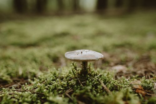 Free Mushroom growing on mossy forest floor captures serene autumn essence. Stock Photo
